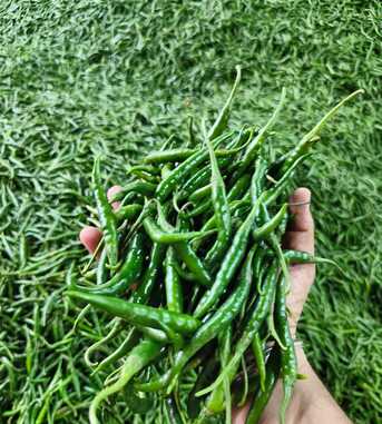 Direct Indian Exporter: Premium Onions, Organic G4 Green Chillies & Fresh Produce – Oman photo 4