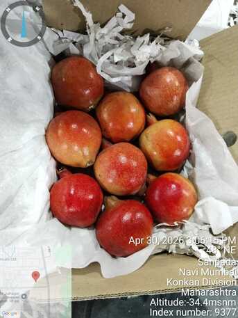 Direct Indian Exporter: Premium Onions, Organic G4 Green Chillies & Fresh Produce – Oman photo 5