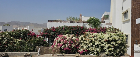 OMR 450/month,  3 BR,  Rent Furnished Villa In Qurum Muscat Oman