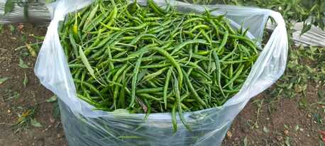 Direct Indian Exporter: Premium Onions, Organic G4 Green Chillies & Fresh Produce – Oman photo 3