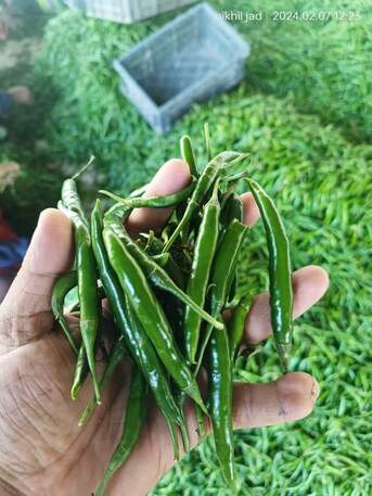 Direct Indian Exporter: Premium Onions, Organic G4 Green Chillies & Fresh Produce – Oman