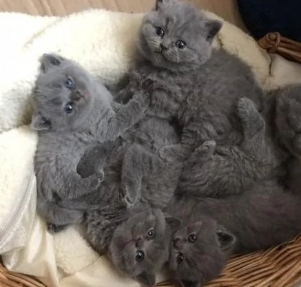 Blue Eyes Grey British Shorthair Kittens Ready