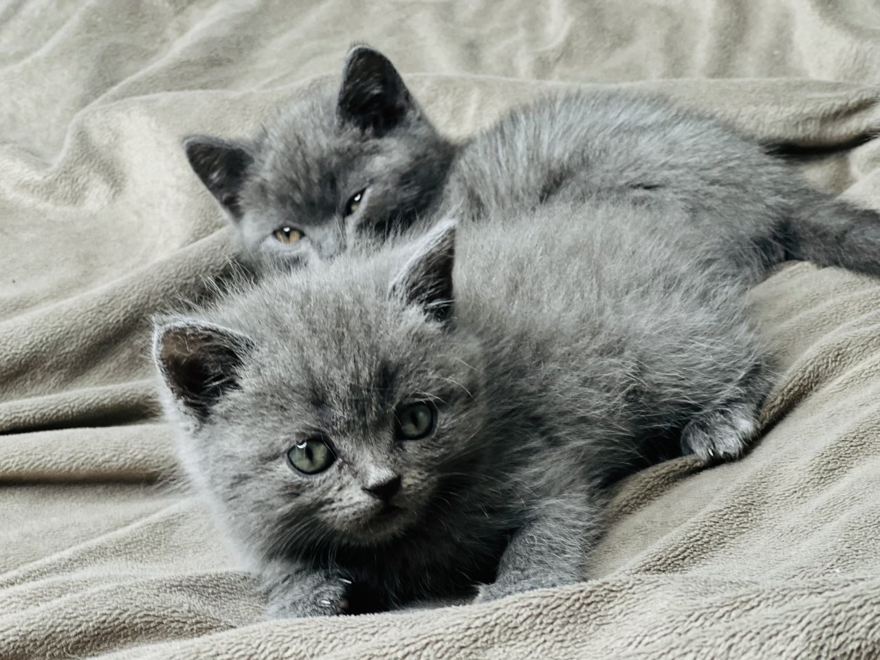 Blue Eyes Grey British Shorthair Kittens Ready photo 2